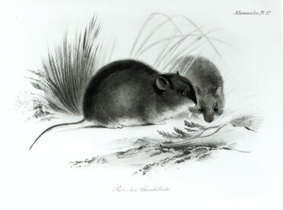 Mouse, Tierra del Fuego, South America by English School